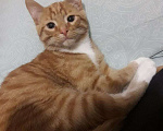 Кошки в Люберцах: Рыжий ласковый котёнок Маркиз ищет дом:) Мальчик, Бесплатно - фото 1