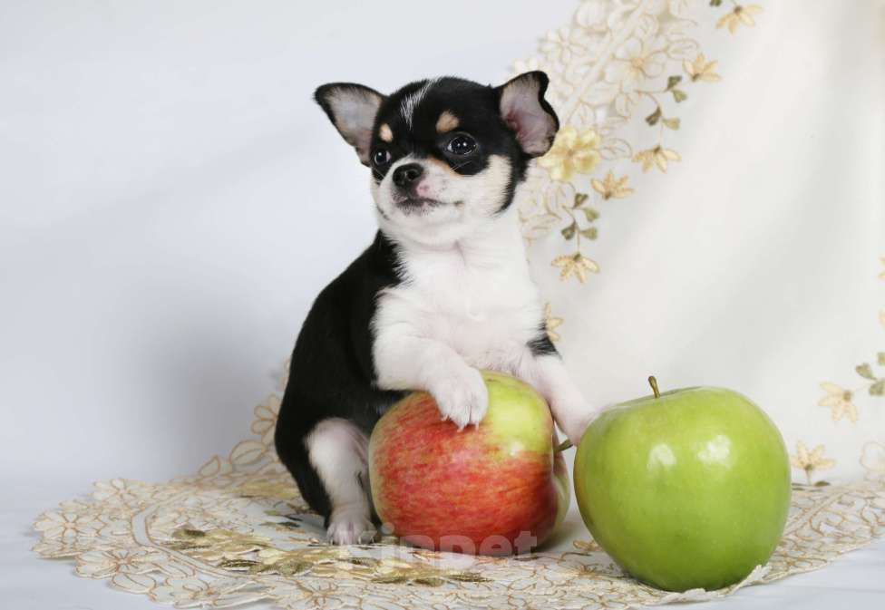 Собаки в Люберцах: продажа щенков чихуахуа Мальчик, 45 000 руб. - фото 3