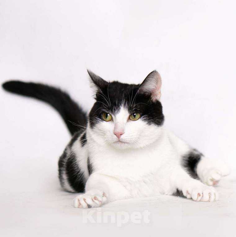 Кошки в Москве: Шахматная королева Нюша в добрые руки Девочка, Бесплатно - фото 8