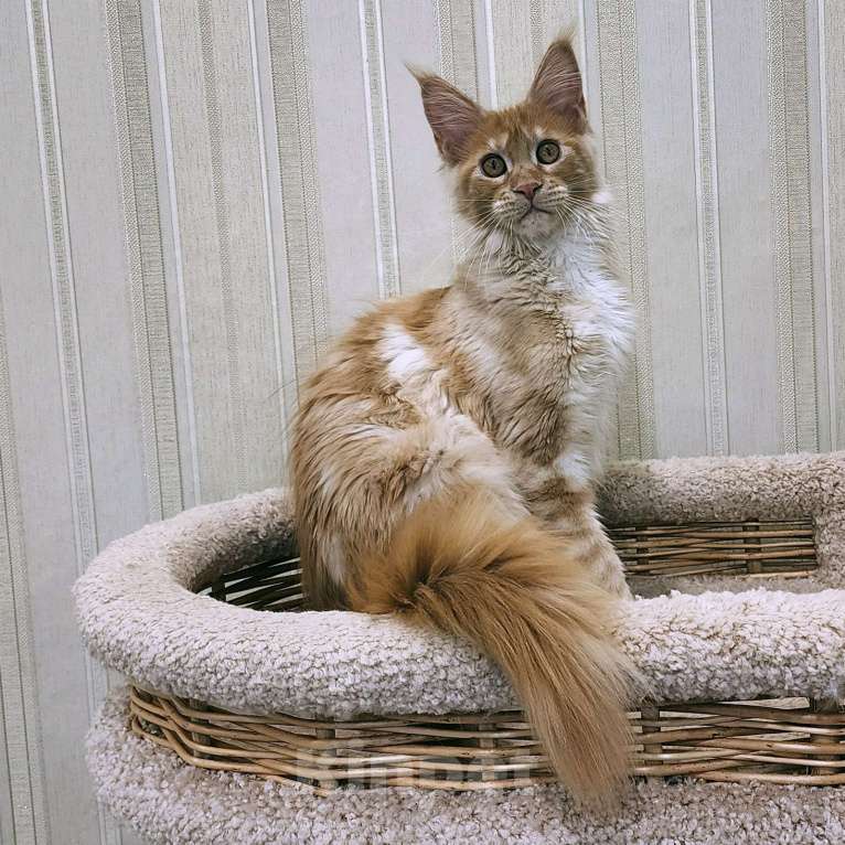 Кошки в Санкт-Петербурге: Серебристая мурчалка из питомника Fiery Friend Девочка, 30 000 руб. - фото 5