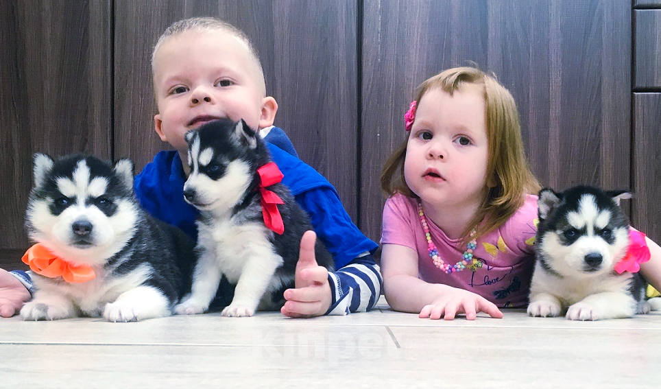 Собаки в Армавире: Хаски Щенки Разных окрасов Разнополые, Бесплатно - фото 1