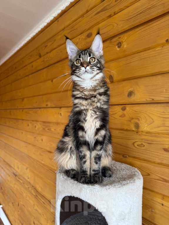 Кошки в Чехове: Мейн-кун котенок Мальчик, 25 000 руб. - фото 3