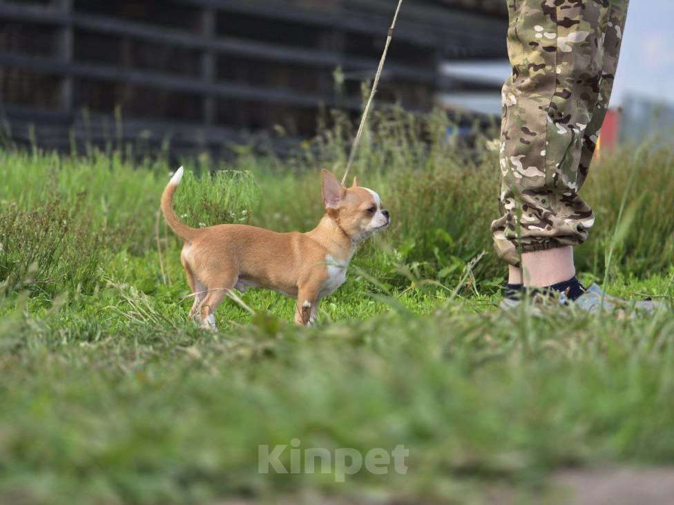 Собаки в Рязани: Чихуахуа щенок мальчик Мальчик, 55 000 руб. - фото 3