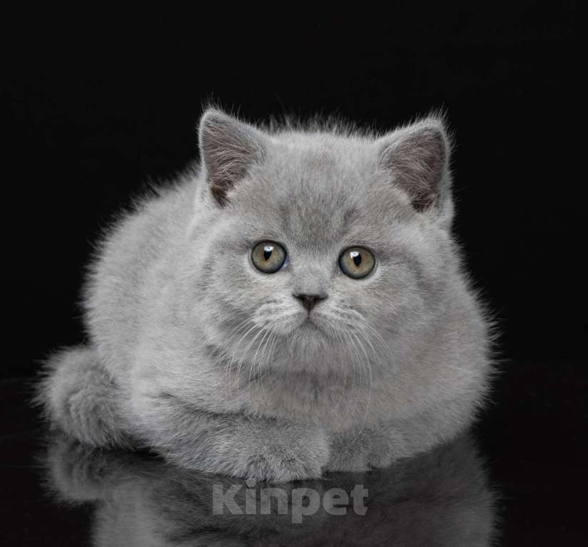 Кошки в Санкт-Петербурге: Британская девочка  Девочка, 80 000 руб. - фото 2