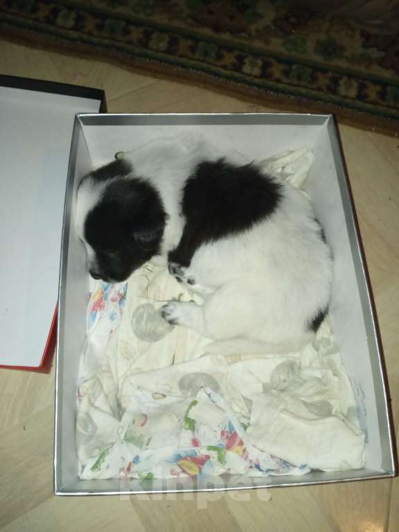 Собаки в Советской Гавани: Щенок. Пожалуйста помогите найти ему новый дом Девочка, Бесплатно - фото 3