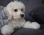 Собаки в Москве: Щенки Бишон фризе Мальчик, 45 000 руб. - фото 4