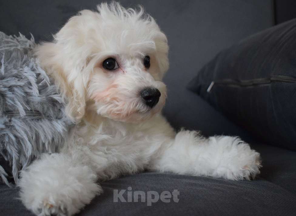 Собаки в Москве: Щенки Бишон фризе Мальчик, 45 000 руб. - фото 4