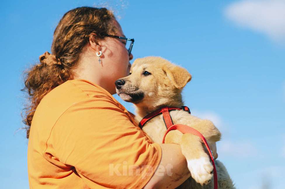 Собаки в Москве: Кумкват Мальчик, Бесплатно - фото 5