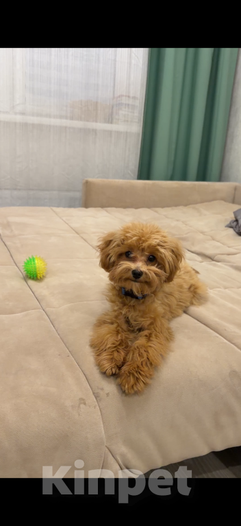 Собаки в Уфе: Мальтипу  Мальчик, 70 000 руб. - фото 5