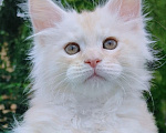 Кошки в Санкт-Петербурге: Царевна Таис - котенок мейн-кун Девочка, 50 000 руб. - фото 1
