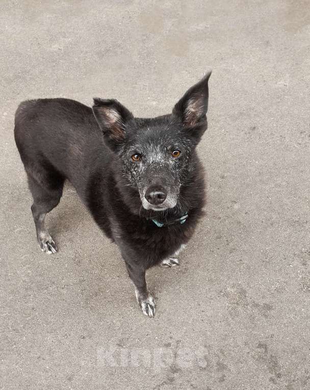 Собаки в Москве: Небольшой и скромный мальчик Мальчик, Бесплатно - фото 3