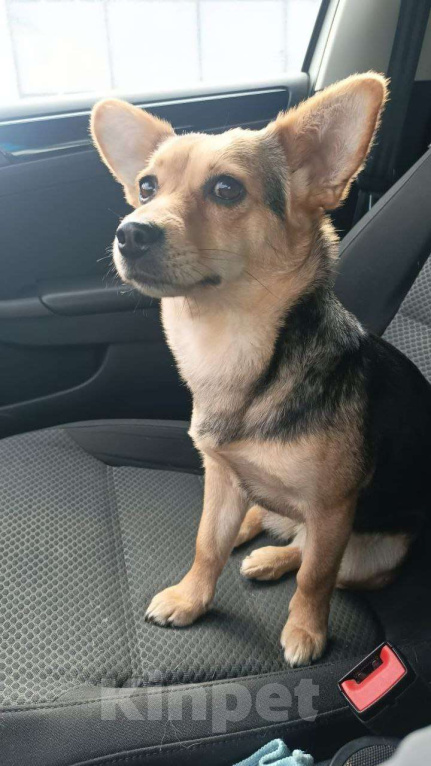 Собаки в Москве: Маленькая собачка, 7 кг в добрые руки! Девочка, Бесплатно - фото 3