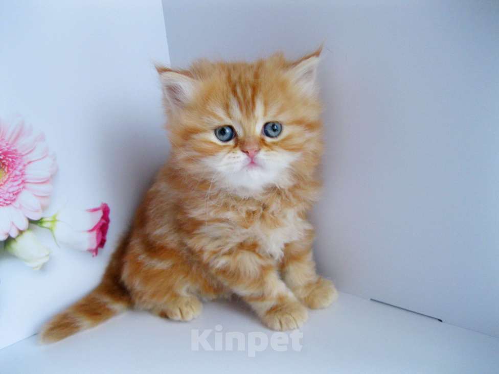 Кошки в Ставрополе: Красный мраморный хайленд Девочка, 25 000 руб. - фото 8