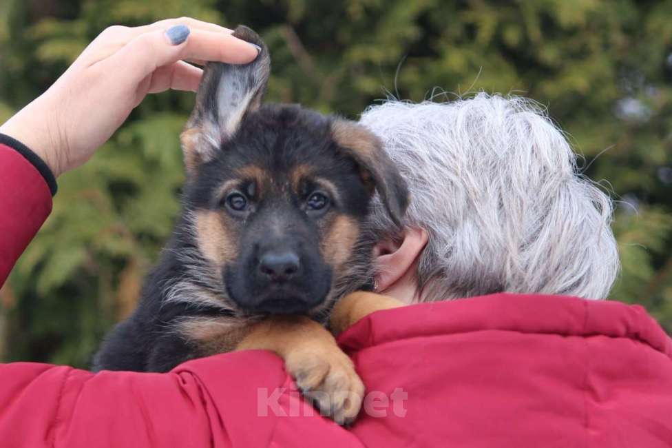 Собаки в Калуге: Немецкие овчарки из питомника Фон Хаус Энжел Девочка, 50 000 руб. - фото 3