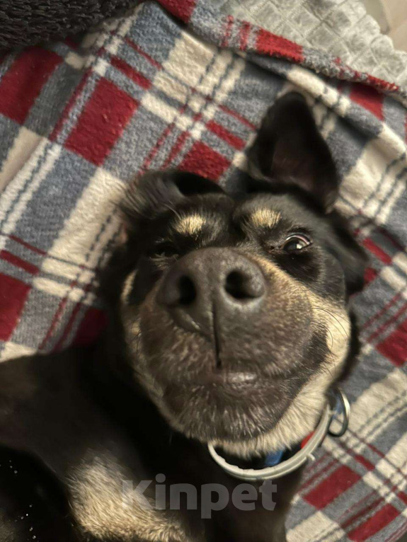 Собаки в Москве: Чудесная Ласточка в поиске дома. Девочка, Бесплатно - фото 9