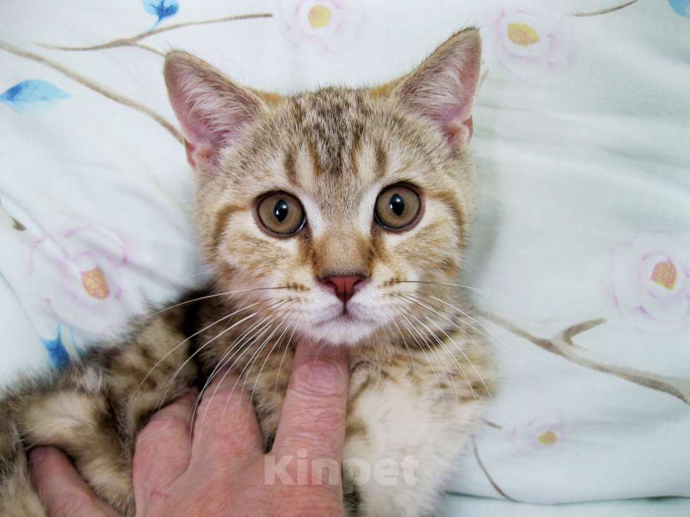 Кошки в Ставрополе: Шотландские красавчики Мальчик, 10 000 руб. - фото 3