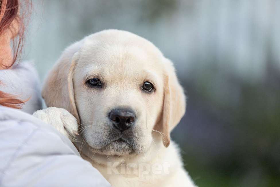 Собаки в Санкт-Петербурге: палевый щенок из профессионального питомника Мальчик, 80 000 руб. - фото 1