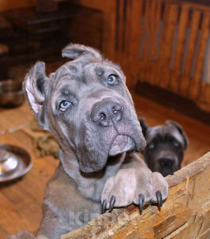 Собаки в Москве: Кане корсо. Две девочки Девочка, 60 000 руб. - фото 6