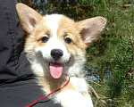Собаки в Шуе: Щенок вельш корги пемброк Девочка, Бесплатно - фото 1