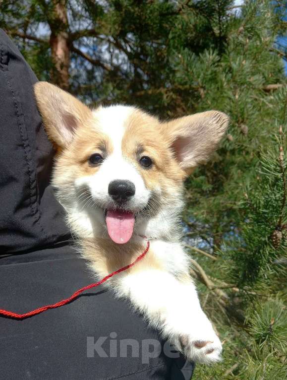 Собаки в Шуе: Щенок вельш корги пемброк Девочка, Бесплатно - фото 1