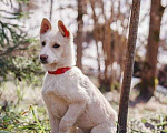 Собаки в Москве: Бесподобный домашний щенок Пилот ищет дом Мальчик, Бесплатно - фото 7
