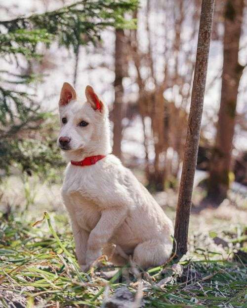 Собаки в Москве: Бесподобный домашний щенок Пилот ищет дом Мальчик, Бесплатно - фото 7