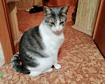 Кошки в Щербинке: Юная славная кошка по имени Сима в дар. Девочка, Бесплатно - фото 3