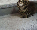 Кошки в Ливны: Котята мейн-кун, 20 000 руб. - фото 6