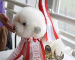 Собаки в Барнауле: Продам щенков Мальчик, 40 000 руб. - фото 2