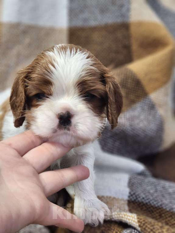 Собаки в Анапе: Розовая лента  Девочка, 110 000 руб. - фото 8