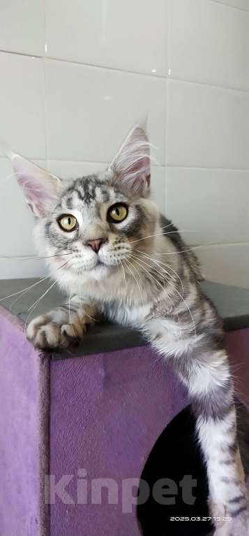 Кошки в Челябинске: Огромный серебряный мальчик Мальчик, 35 000 руб. - фото 2