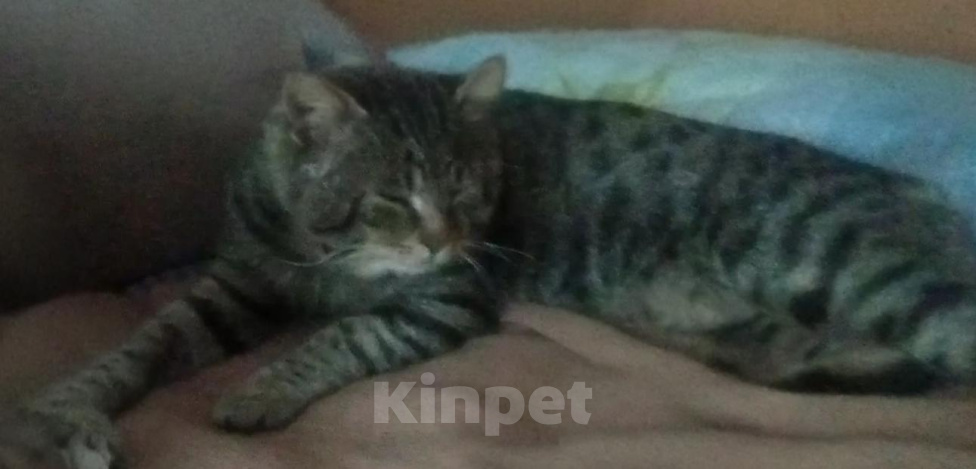 Кошки в других городах Московской области: В добрые руки отдам умного, красивого кота Мальчик, Бесплатно - фото 1