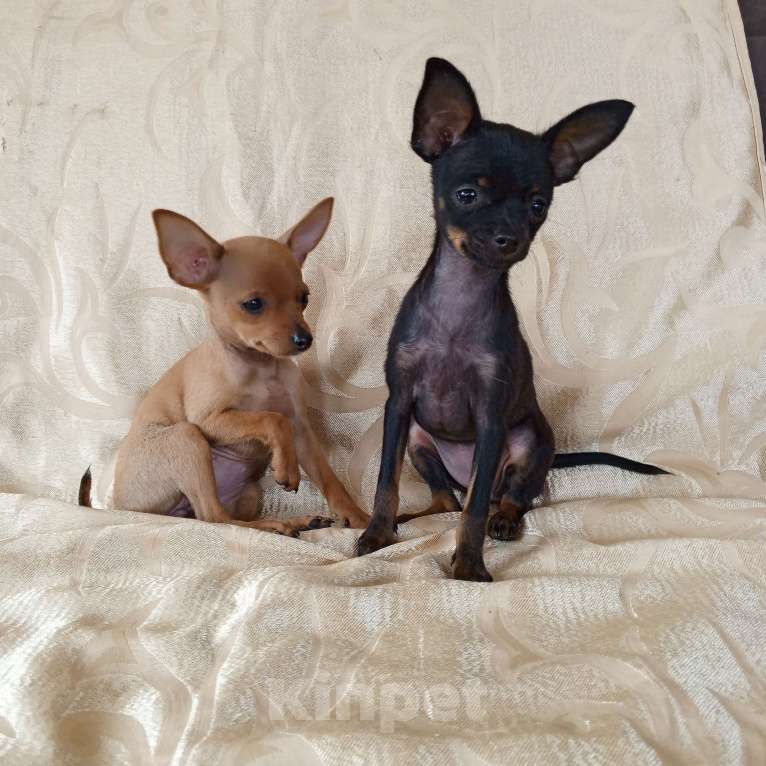 Собаки в Санкт-Петербурге: Гладкошёрстные щенки  Мальчик, 30 000 руб. - фото 7