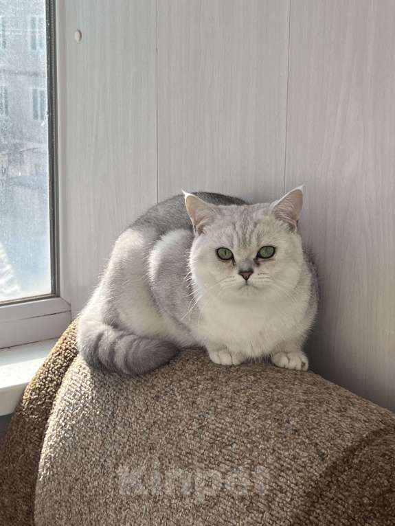 Кошки в других городах Иркутской области: Ирбис ищет красотку Мальчик, 1 000 руб. - фото 2