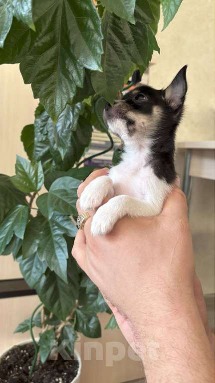 Собаки в Воронеже: Дизайнерские щенки той-терьера Мальчик, 7 000 руб. - фото 2
