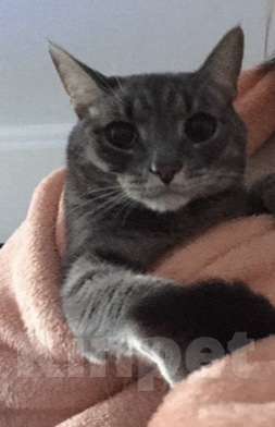 Кошки в Подольске: ПОТЕРЯЛСЯ КОТ!❗️ Мальчик, 1 руб. - фото 2