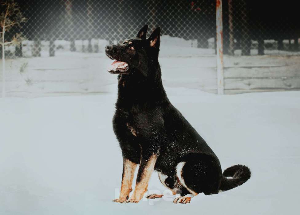 Собаки в Тюмени: Щенки немецкой овчарки Мальчик, 50 000 руб. - фото 2