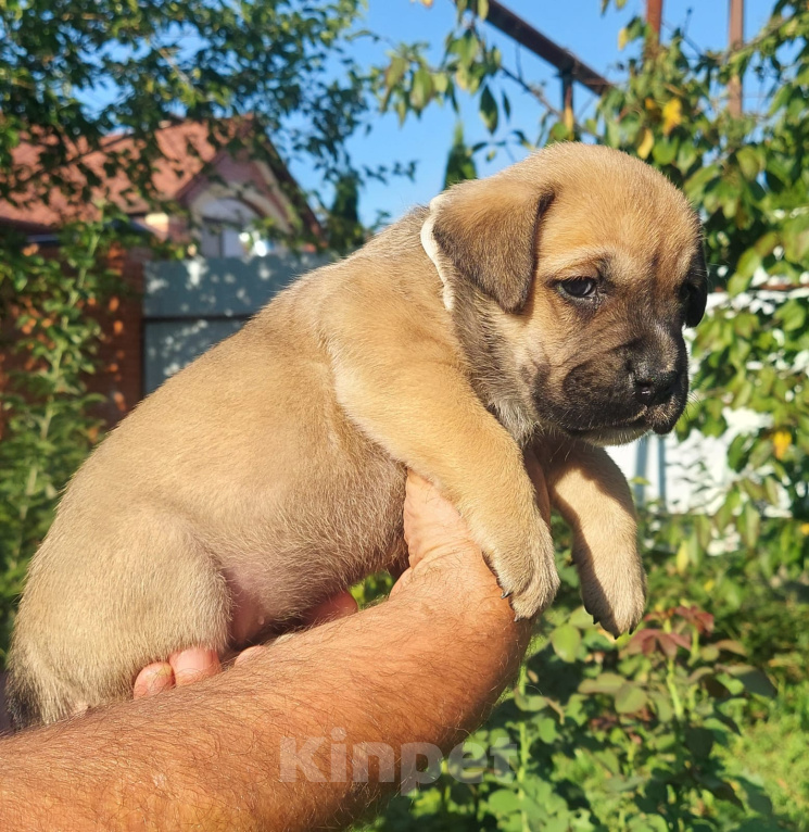 Собаки в других городах Краснодарского края: Щенок породы Ка де бо Девочка, 90 000 руб. - фото 1