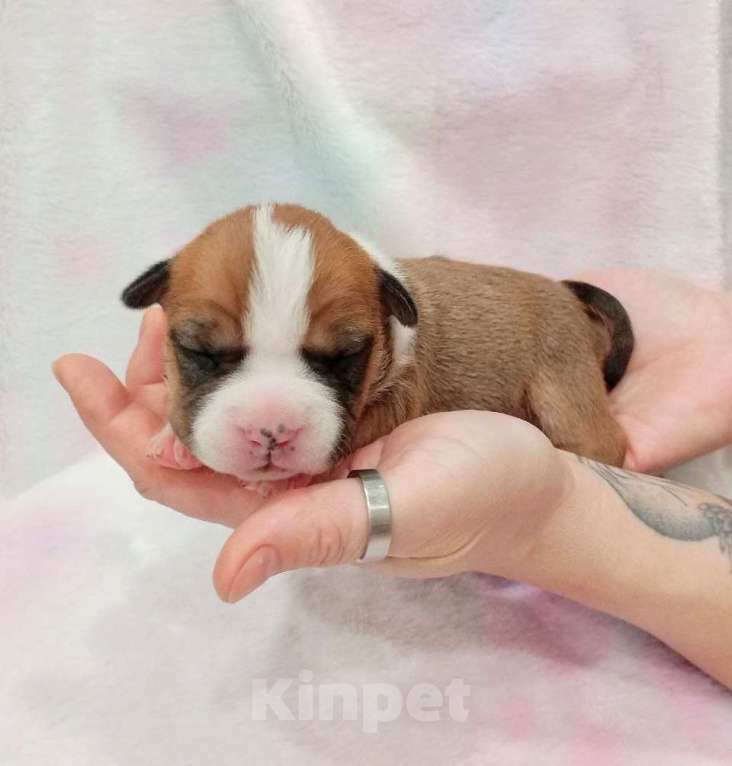 Собаки в Москве: Шикарная девочка амстаффа  Девочка, 40 000 руб. - фото 5