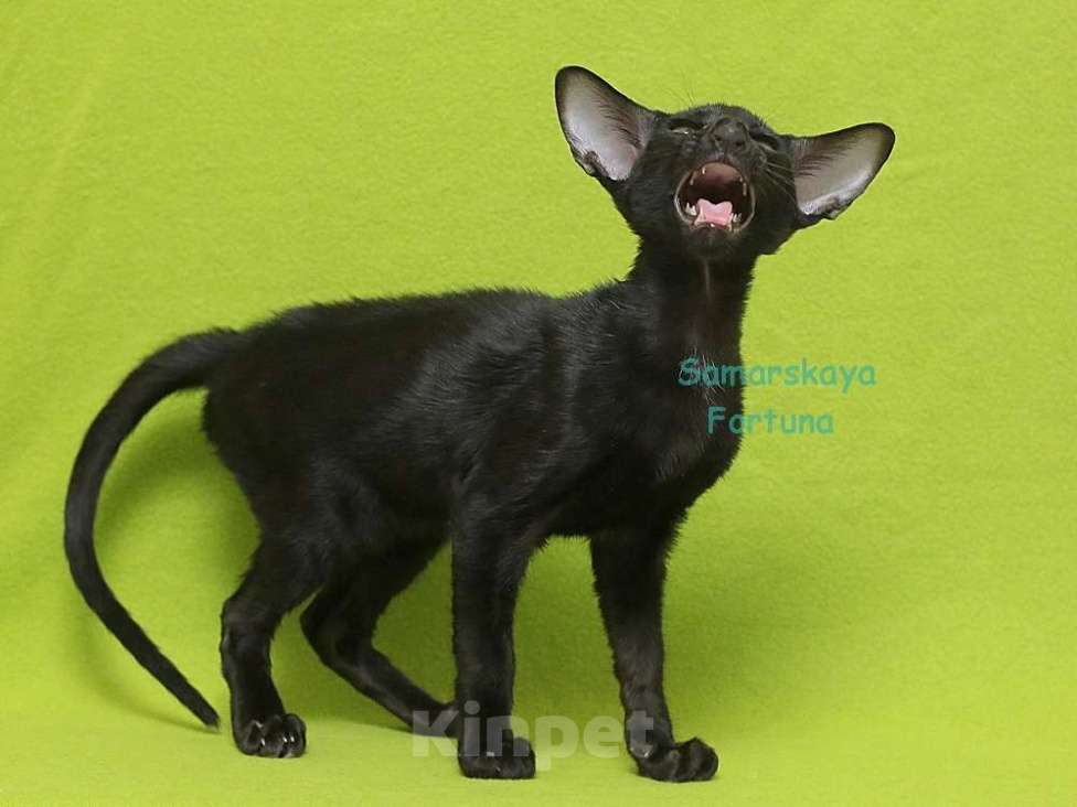 Кошки в других городах Самарской области: Черный ориентальный котик  Мальчик, 50 000 руб. - фото 2