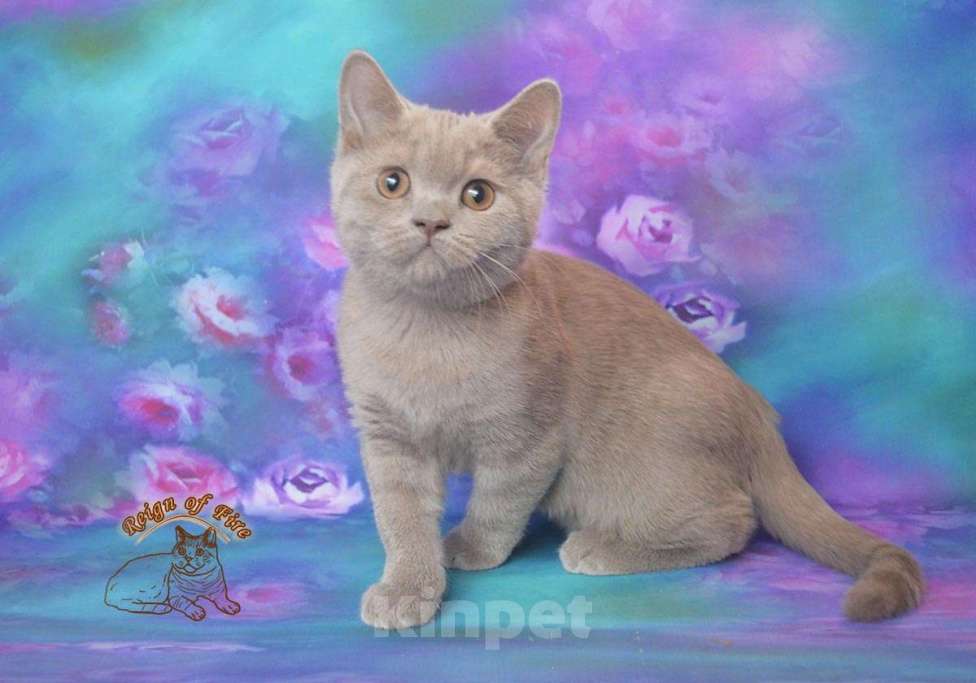 Кошки в Краснодаре: Британские котик Мальчик, Бесплатно - фото 2