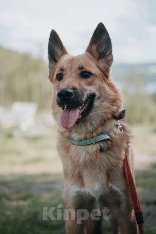 Собаки в Мурманске: Чудесный Марс ищет дом Мальчик, Бесплатно - фото 2