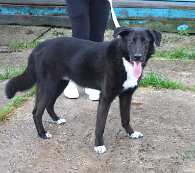 Собака-компаньон Туман мечтает о семье и доме!!!