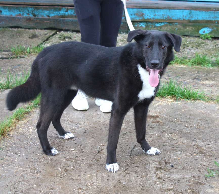 Собаки в Москве: Собака-компаньон Туман мечтает о семье и доме!!! Мальчик, Бесплатно - фото 1