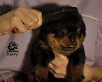Собаки в Иваново: Щенки ротвейлера от импортного производителя! 💥 Мальчик, 55 руб. - фото 5