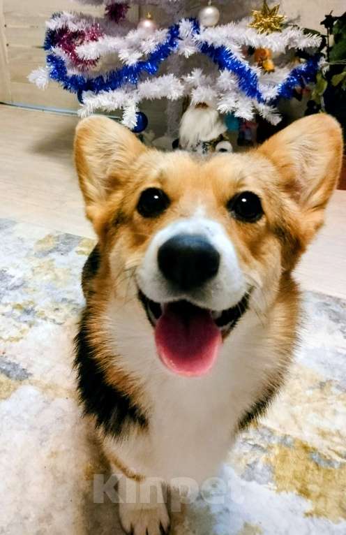 Собаки в Воронеже: Девочка триколор  Девочка, 50 000 руб. - фото 1