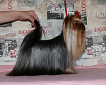 Собаки в Королеве: Йорк для вязки Мальчик, 7 000 руб. - фото 5