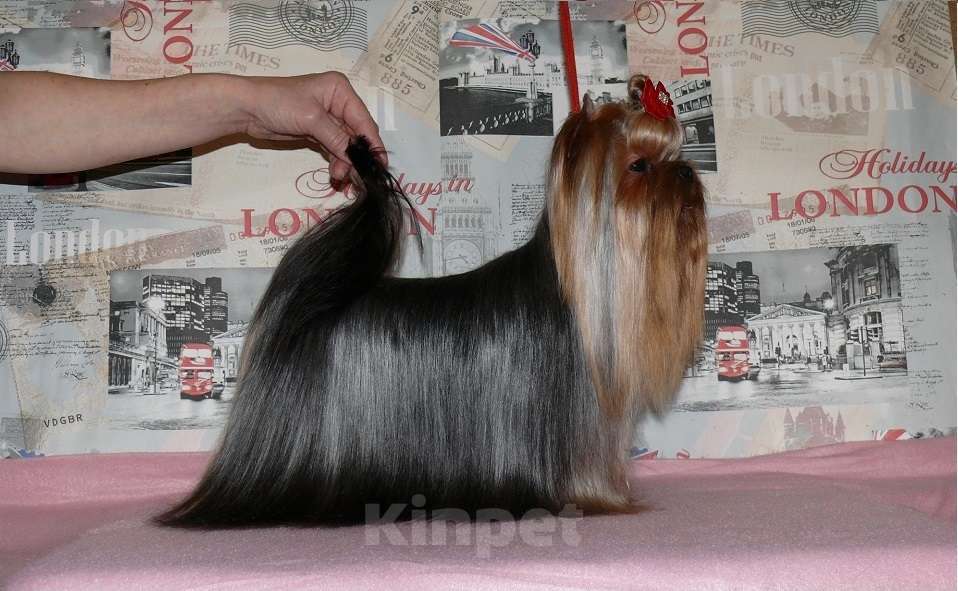 Собаки в Королеве: Йорк для вязки Мальчик, 7 000 руб. - фото 5