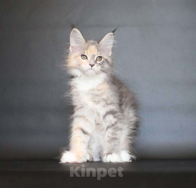 Кошки в Екатеринбурге: Дарьяна девочка Девочка, 35 000 руб. - фото 4