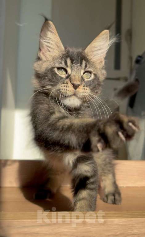 Кошки в других городах Ленинградской области: Зевс Мальчик, Бесплатно - фото 1